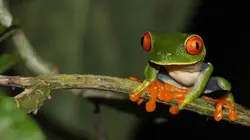 Sur Ushuaïa TV à 20h50 : Nature, le retour du sauvage