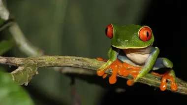 Costa Rica, au chevet de la forêt tropicale