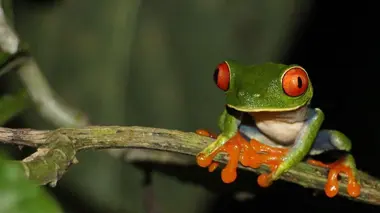 Costa Rica, au chevet de la forêt tropicale