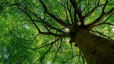 Nature, notre alliée insoupconnée