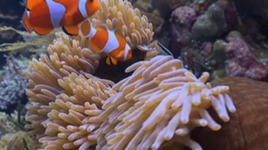 Nature's Greatest Secrets : The Coral Triangle