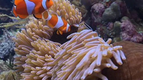 Nature's Greatest Secrets : The Coral Triangle