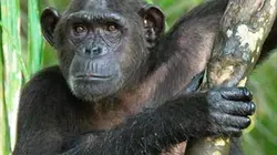 Visuel de Nature sauvage du Congo