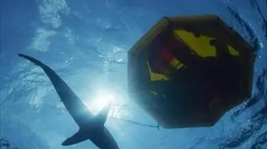 Naufrage parmi les requins