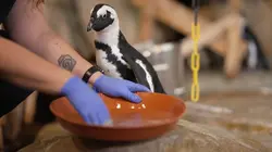 Nausicaá, dans les coulisses du plus grand aquarium d'Europe