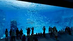 Nausicaá, le plus grand aquarium d'Europe