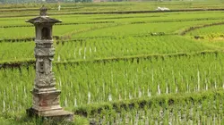 Ne dites pas à ma mère Que je suis en Indonésie