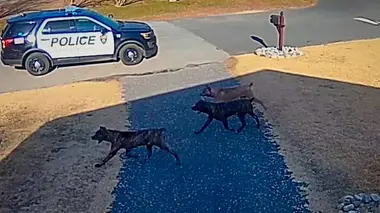 A Beautiful Day in the Neighborhood