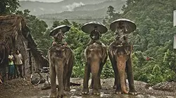 Népal, la grande marche des éléphants