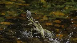 Visuel de National Geographic