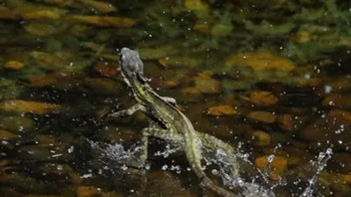 National Geographic Dans la jungle