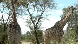 Visuel de National Geographic