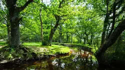 New Forest, une forêt hors du temps