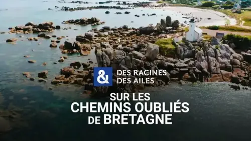 Des racines et des ailes sur le Tro Breizh : à la redécouverte du pèlerinage mythique de Bretagne