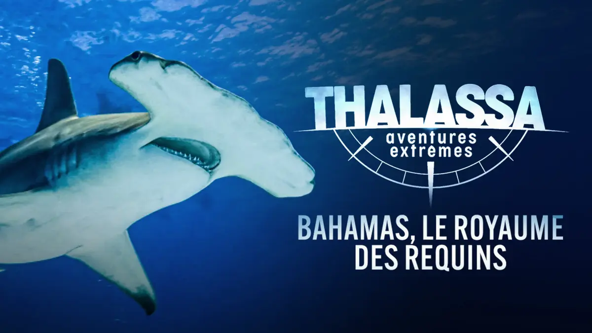 Thalassa, aventures extrêmes : Diego Buñuel à la rencontre des requins des Bahamas
