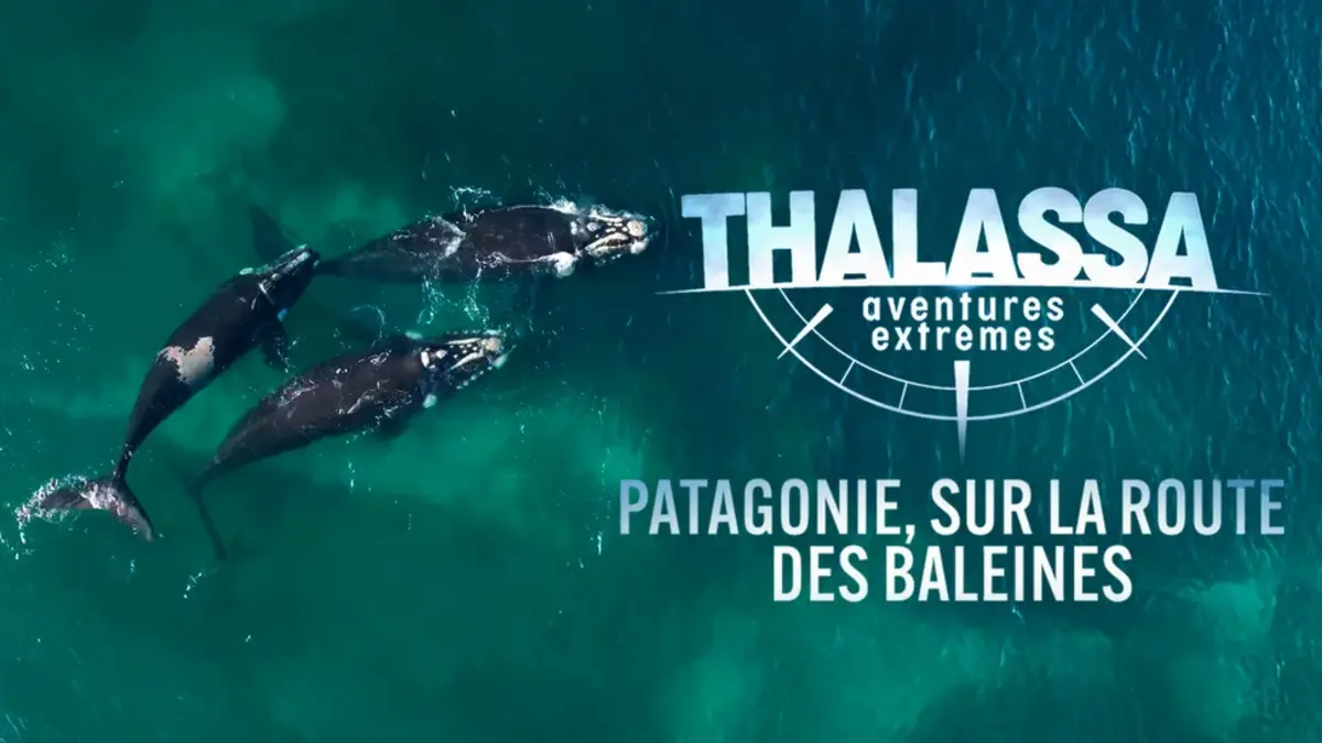 Thalassa explore la Patagonie, sanctuaire des baleines australes