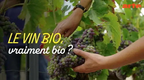 Vin bio : un documentaire d’Arte explore l’avenir des vignes sans sulfate de cuivre