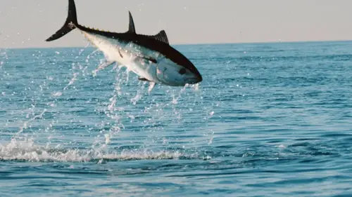 Thalassa : au Japon, la fascinante quête du thon rouge géant