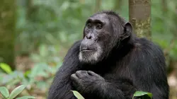 Ngogo : la guerre des singes