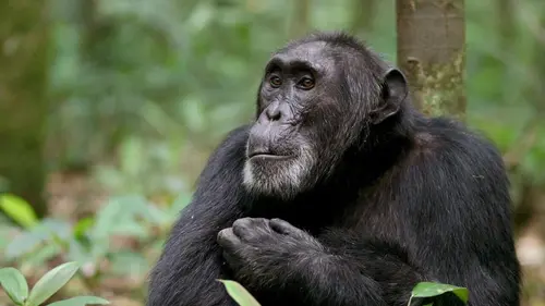 Casting Ngogo : la guerre des singes