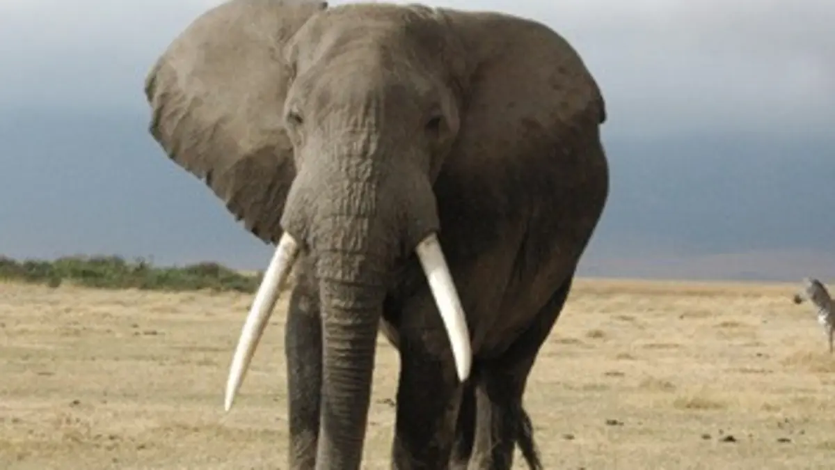 Ngorongoro, les animaux du volcan