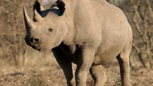 Casting Nigel Marven : Mission rhinocéros