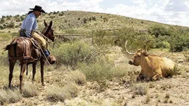 La chasse aux intrus