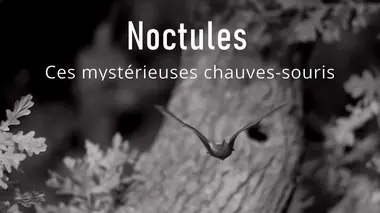 Noctules, ces mystérieuses chauves-souris