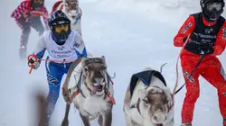 Norvège, la princesse des rennes