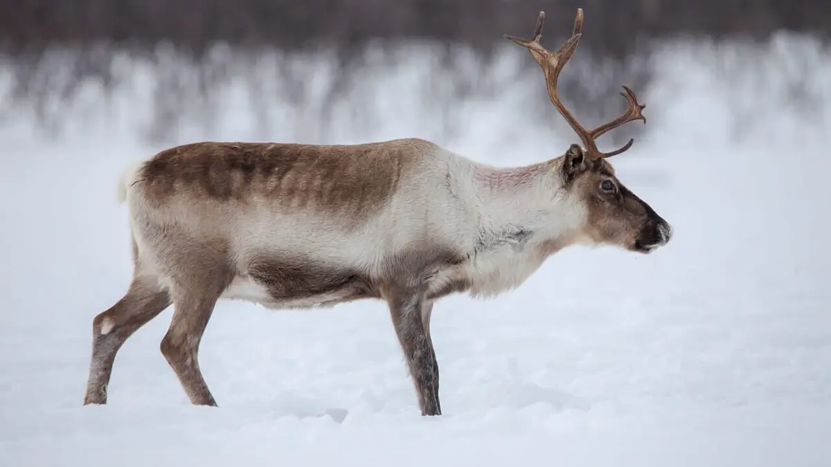 Norvège, la princesse des rennes
