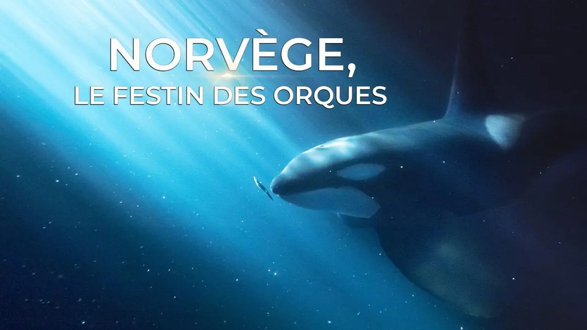 Norvège : le festin des orques