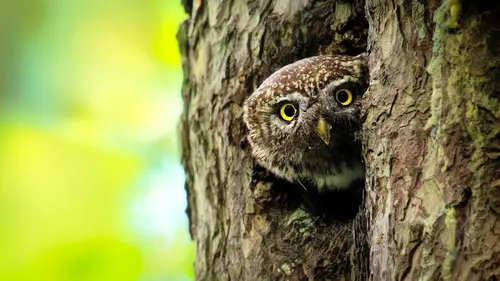 Nos amis sauvages La chouette, un oeil sur la forêt