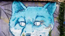 Nos amis sauvages Un renard dans la ville