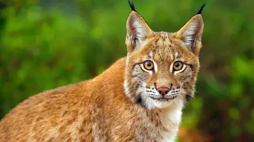 Nos amis sauvages Le lynx à la croisée des chemins
