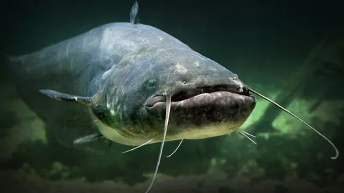 Nos amis sauvages Cerf, le retour du roi