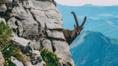 Nos amis sauvages Hirondelles, les oiseaux de passage