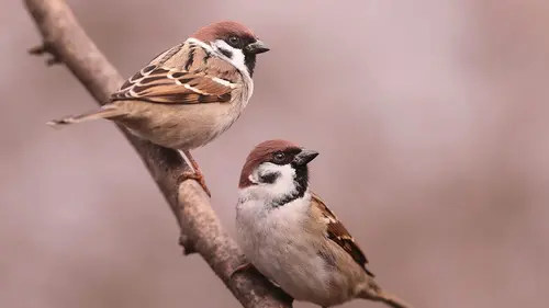 Nos amis sauvages Moineau, ce lanceur d'alerte