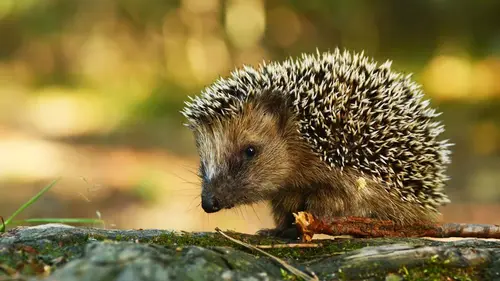 Nos amis sauvages Hérisson, sur la piste verte