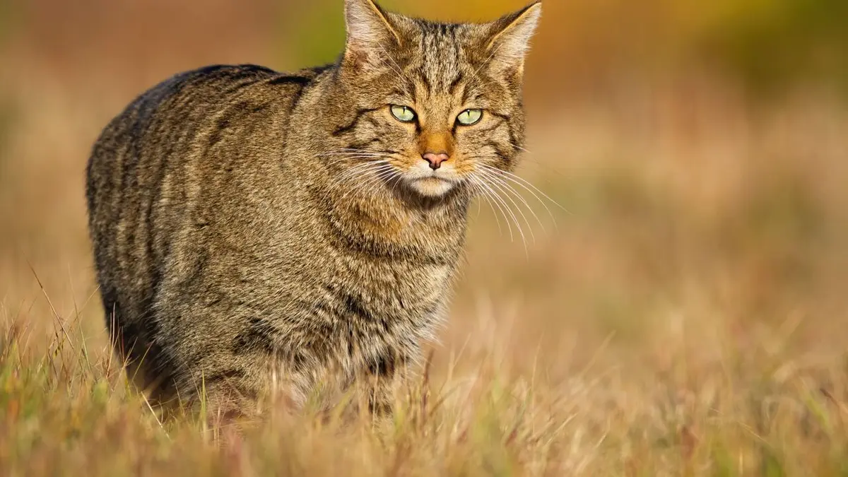 Nos amis sauvages Chat sauvage, le petit prince des bois