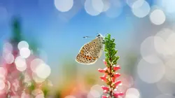 Nos amis sauvages L'effet papillon