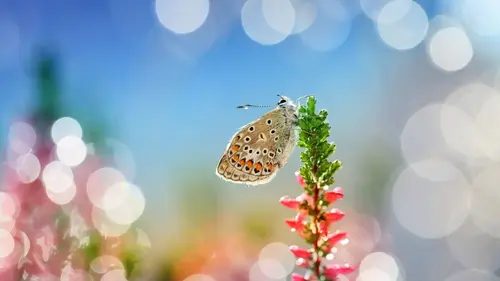 Nos amis sauvages L'effet papillon