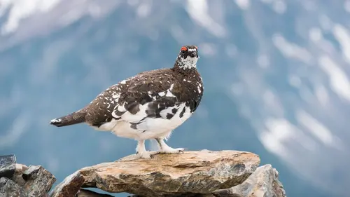 Nos amis sauvages Lagopède, l'oiseau des neiges
