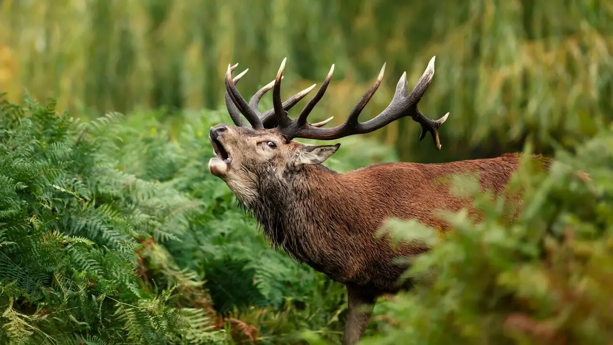 Nos amis sauvages Cerf, le retour du roi