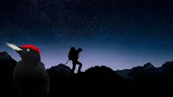 Visuel de Nos amis sauvages