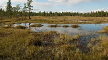 Libellule, la surdouée des marais