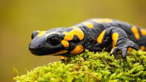 Casting Nos amis sauvages La salamandre