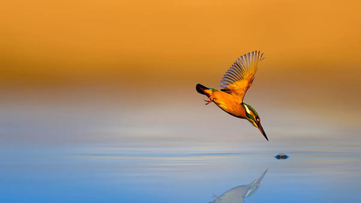 Nos amis sauvages Le Martin-pêcheur