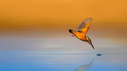 Nos amis sauvages Le Martin-pêcheur