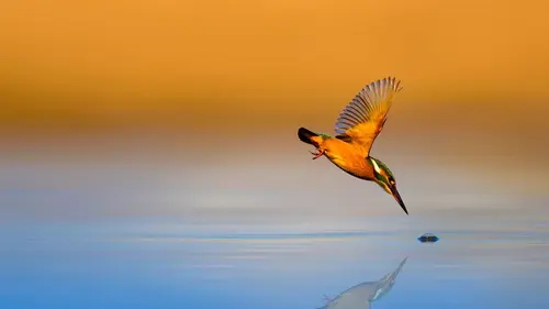 Casting Nos amis sauvages Le Martin-pêcheur