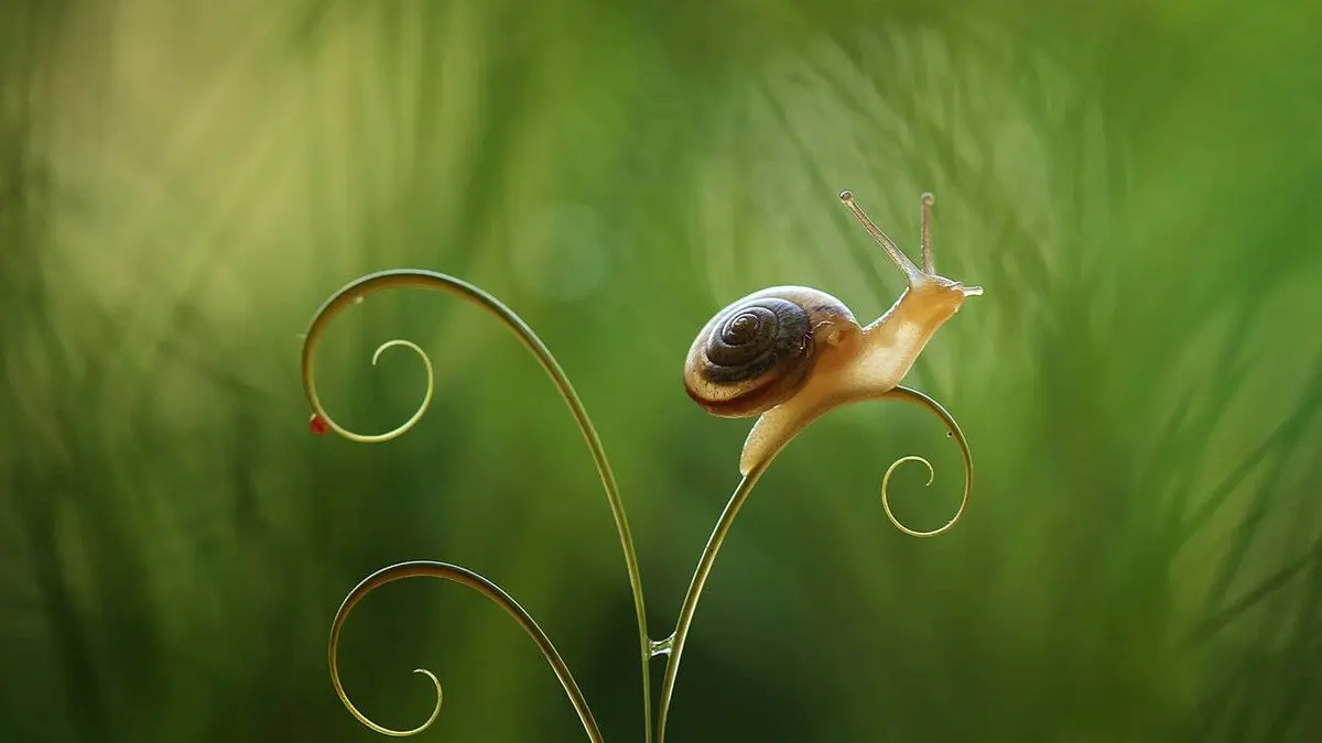 Nos amis sauvages L'escargot